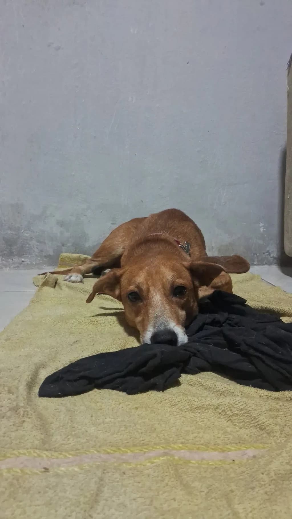 🔴 Animal Perdido — Hope
