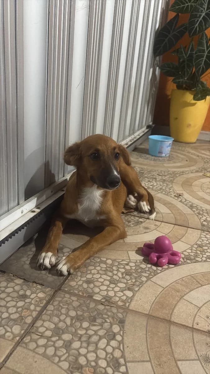 Foto de Adoção — Caramelo  em Manaus , 