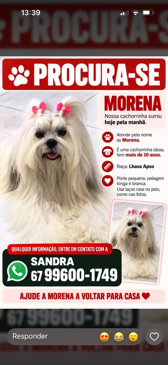 Foto de Perdido em Campo Grande, MS
