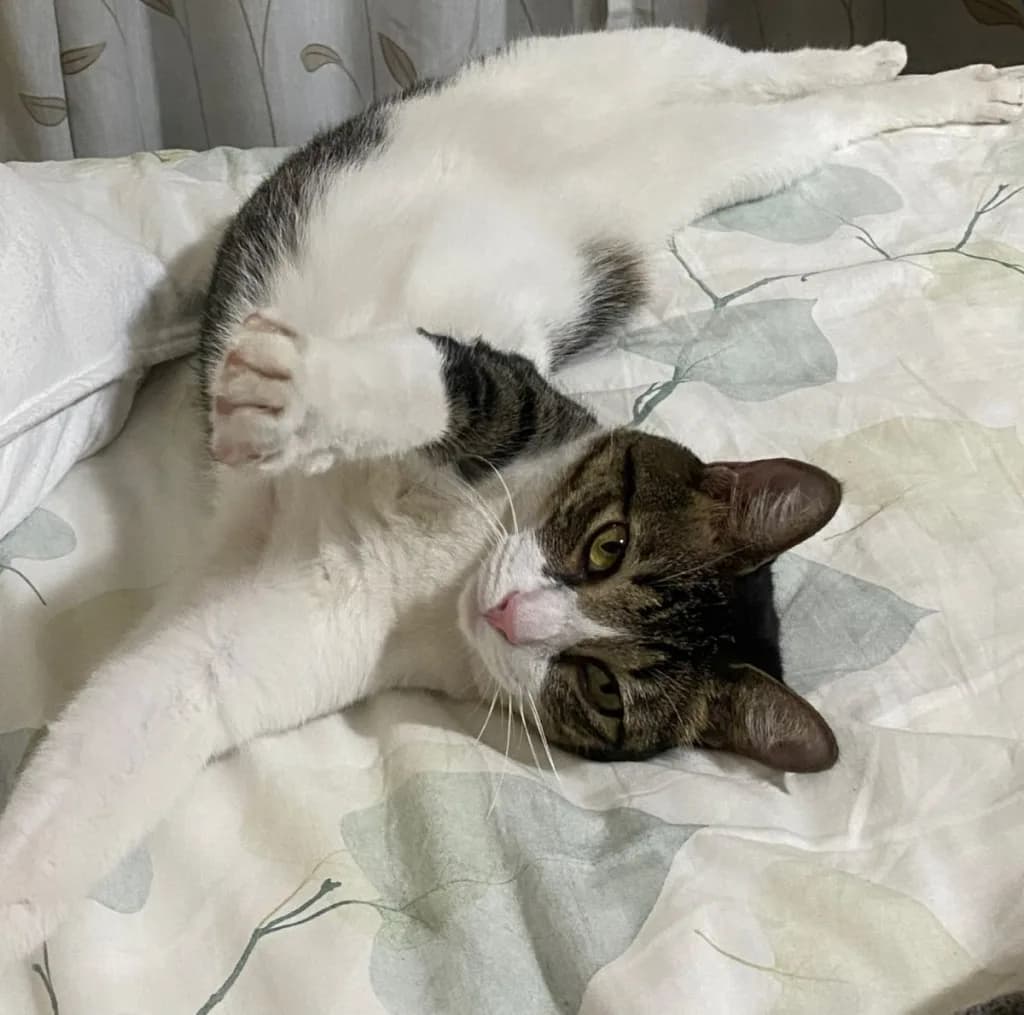 Foto de Perdido — Gatinha Amora em Manaus, AM
