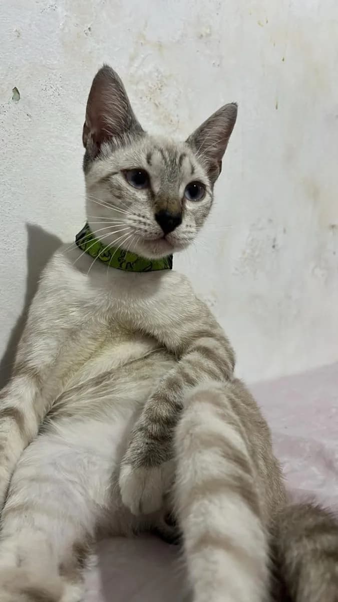 🔴 Animal Perdido — Gato desaparecido 