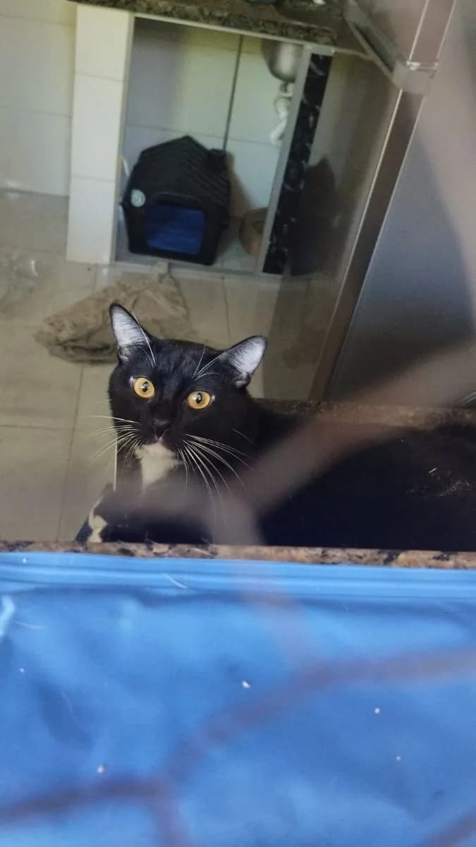 Foto de Perdido — Gato Frajola Perdido  em Manaus, AM