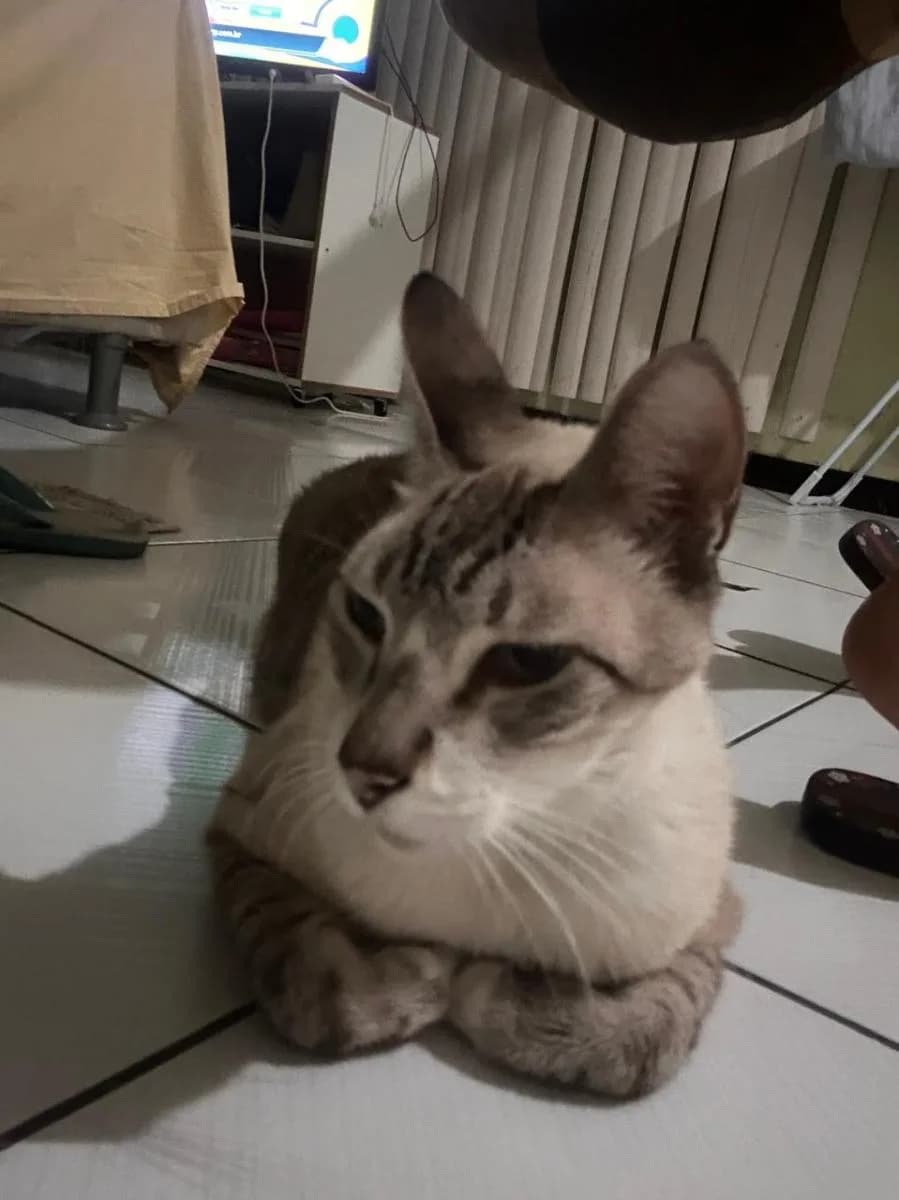 Foto de Perdido — Gato perdido  em Manaus, AM
