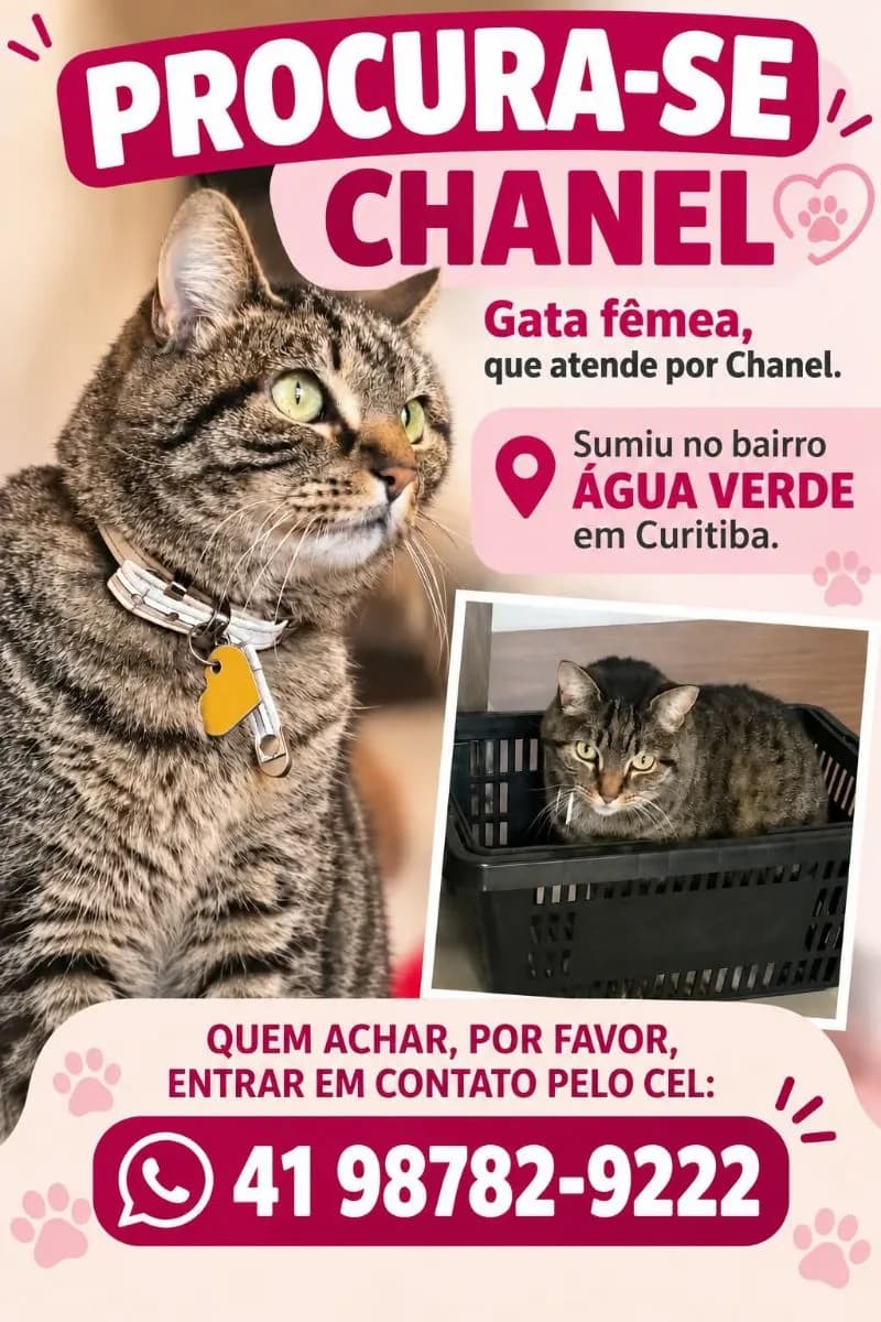 Foto de Perdido — Procura-se Chanel  em Curitiba, PR
