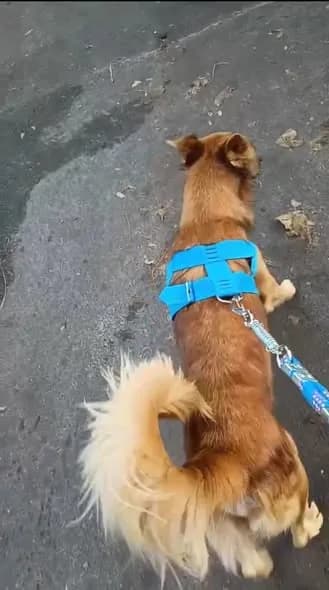 ✅ Animal Encontrado — Cabeludo