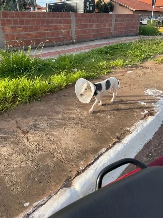 🟠 Caso de Abandono — Cachorro abandonado ou perdido