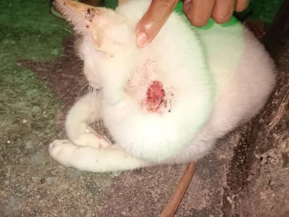🟠 Caso de Abandono — Gata precisa de ajuda