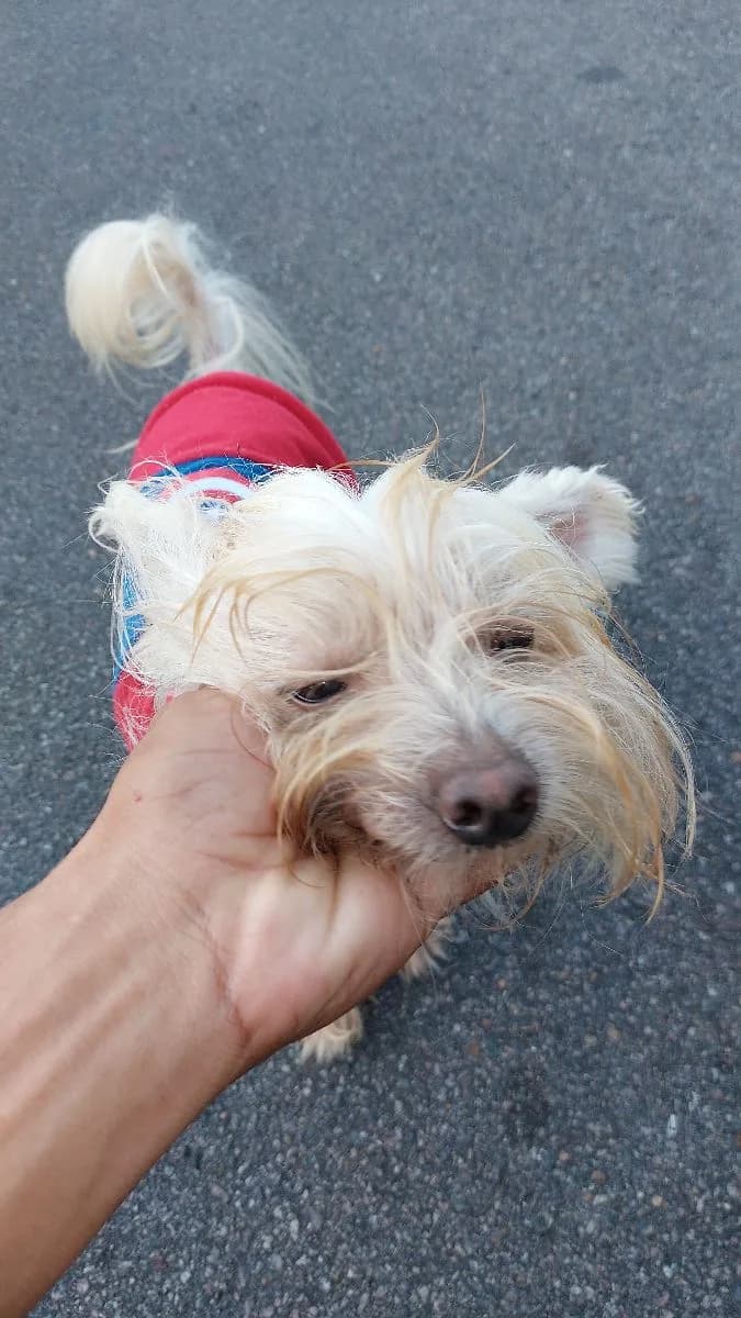 🔴 Animal Perdido — Cachorro branco , peladinha sem coleira.