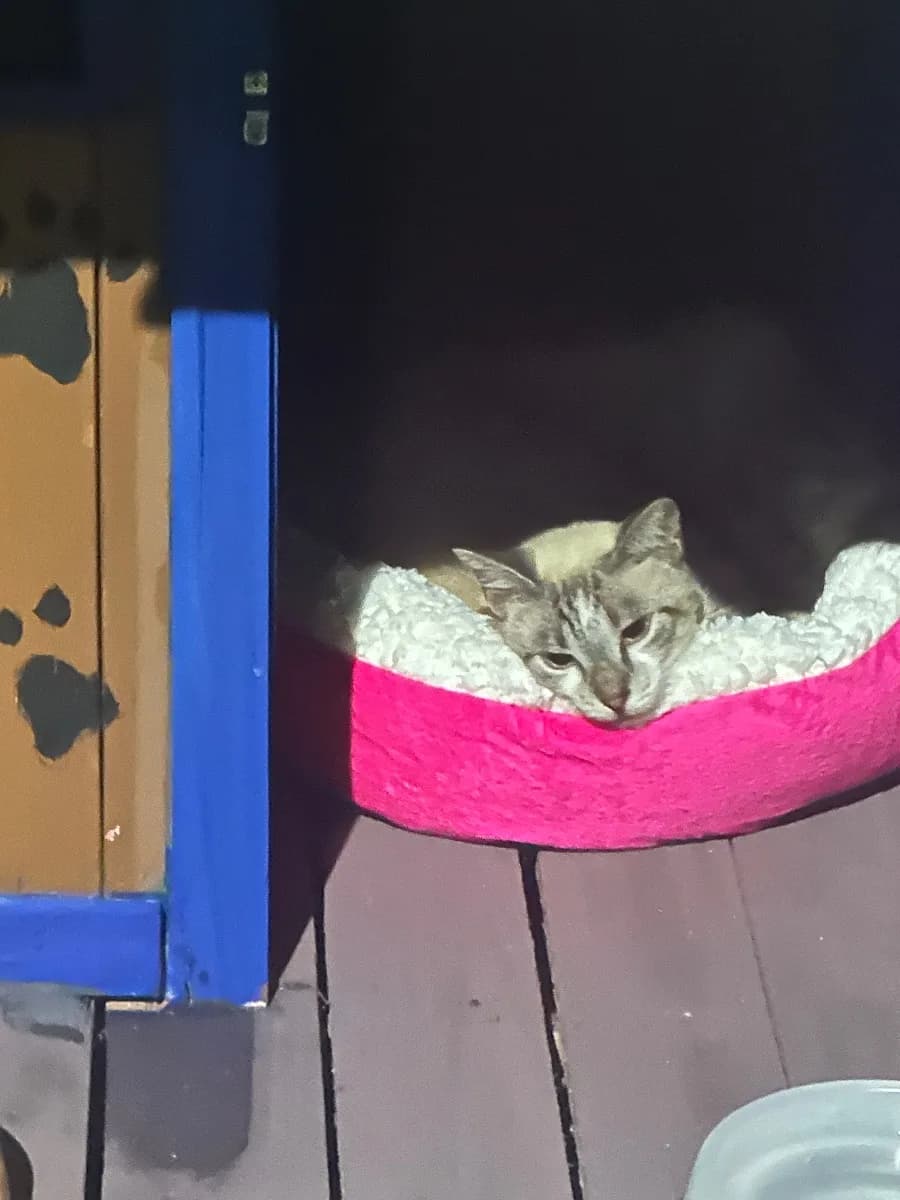 🔴 Animal Perdido — Ajude o Heitor a voltar pra casa 