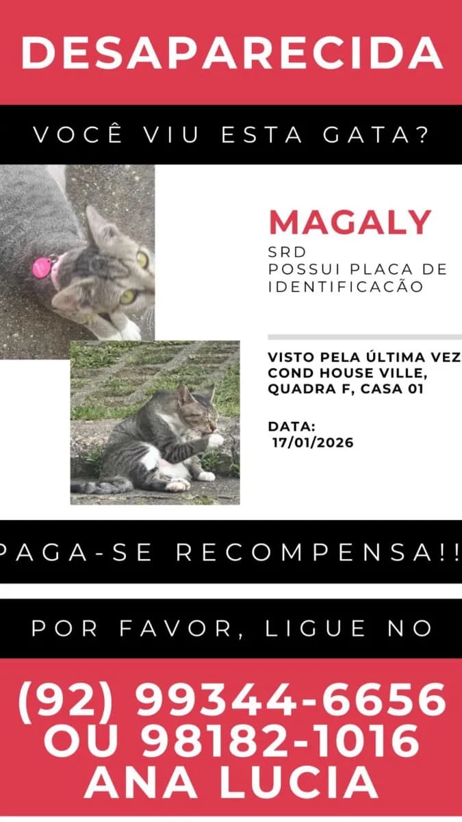 🔴 Animal Perdido — Ajude a Magaly a voltar pra casa 