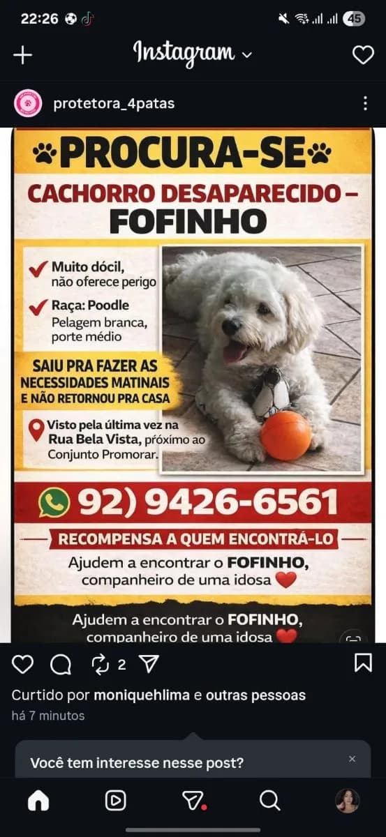 🔴 Animal Perdido — Fofinho 