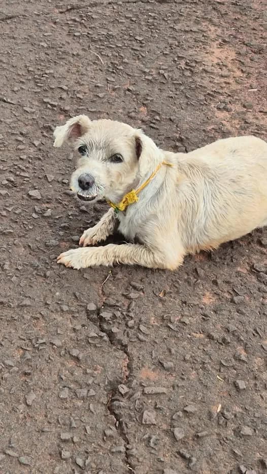 🟠 Caso de Abandono — Cachorrinho abandonado ou perdido
