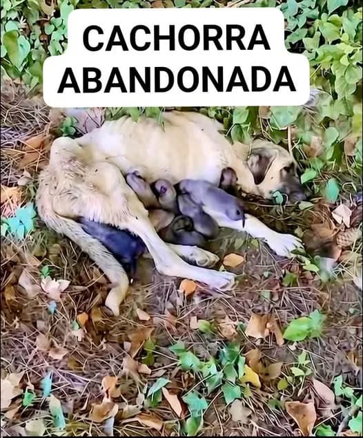 ✅ Animal Resgatado — Ela precisa de ajuda