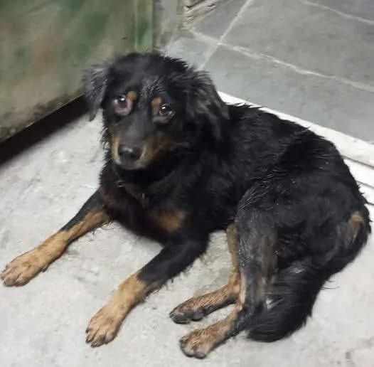 ✅ Animal Resgatado — Cachorrinho abandonado ou perdido. 