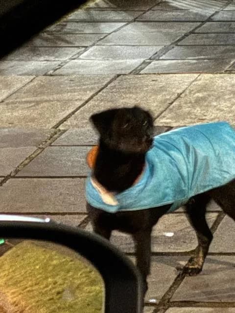🟠 Caso de Abandono — Cachorro abandonado