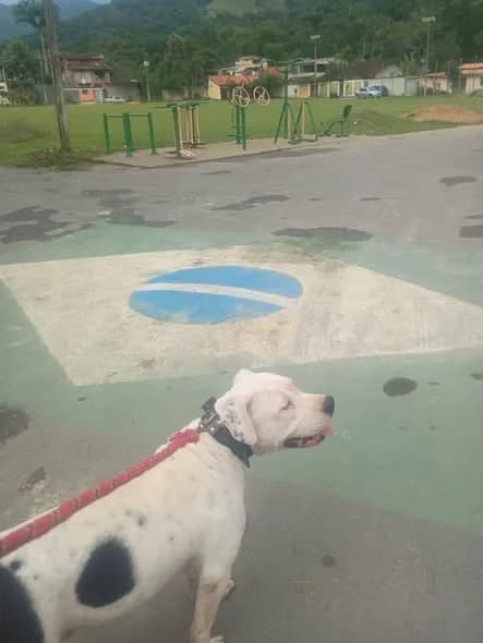🔴 Animal Perdido