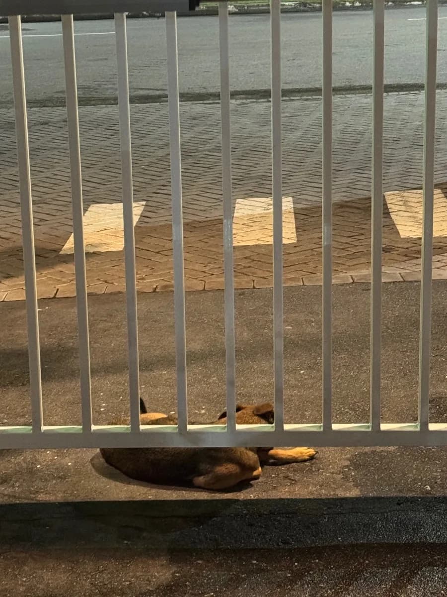✅ Animal Resgatado — cachorro caramelo