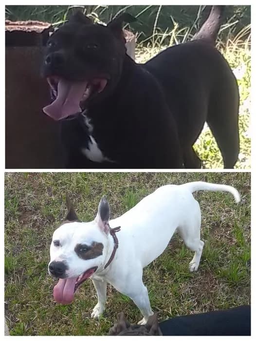🔴 Animal Perdido — Fugiram, ajuda a encontrar