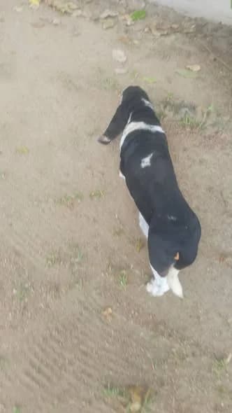 🟠 Caso de Abandono — Cachorro perdido ou abandonado