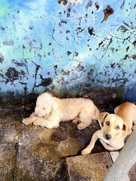 🟠 Caso de Abandono — Abandonados ou perdidos