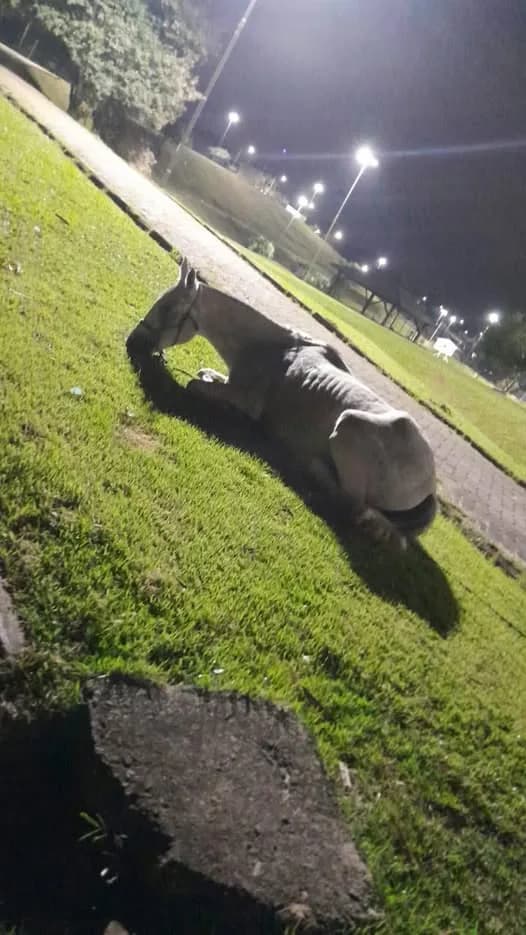 🔴 Animal Perdido — Cavalo precisa de ajuda