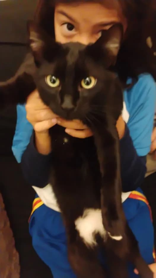 🔴 Animal Perdido — Gato Desapareciso
