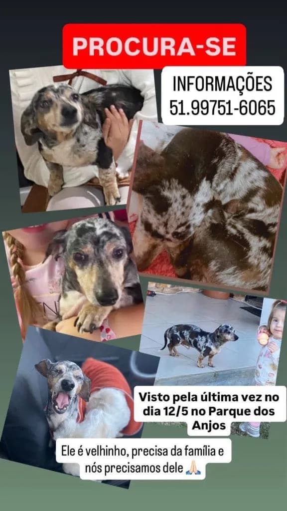 ✅ Animal Encontrado — Pagamos recompensa para quem estiver com ele devolver