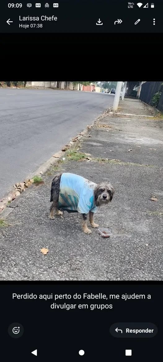 🟠 Caso de Abandono — Cachorrinho perdido