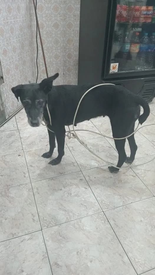 🟠 Caso de Abandono — Cachorrinha abandonada