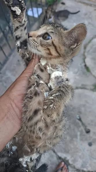 🟠 Caso de Abandono — Gatinhos abandonados