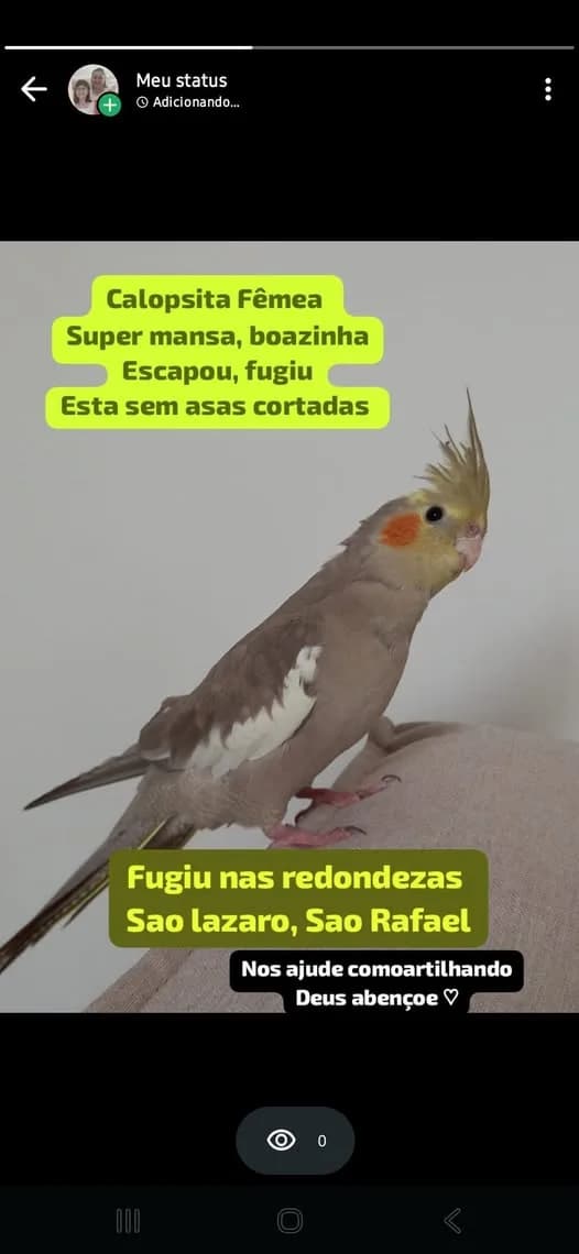 🔴 Animal Perdido — Calopsita perdida