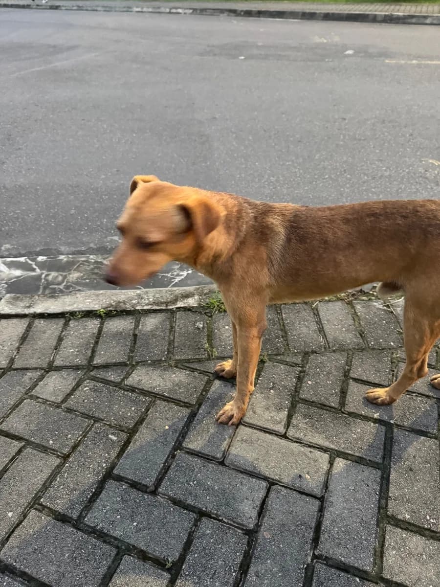 🟠 Caso de Abandono — Cachorrinho abandonado no Jatobas