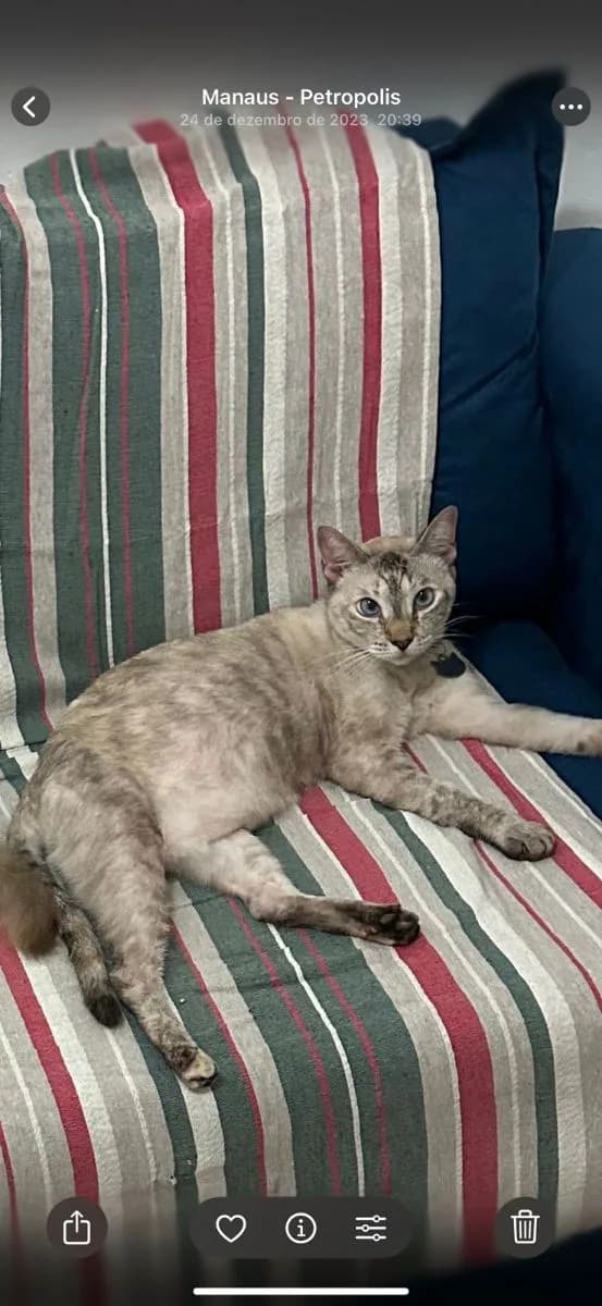 🔴 Animal Perdido — Matilda 