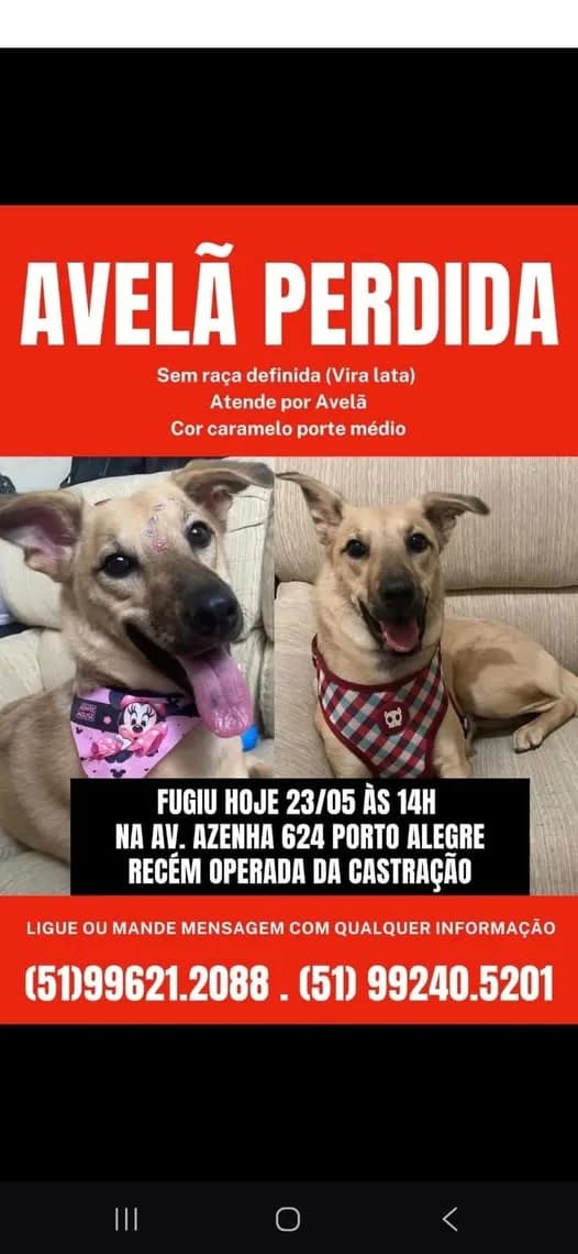 🔴 Animal Perdido — Avelã