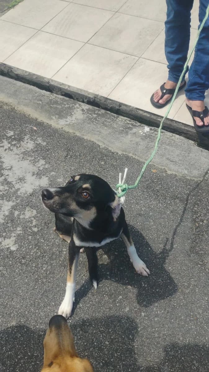 🟢 Animal para Adoção — Cachorrinho lindo e dócil procurando um lar 