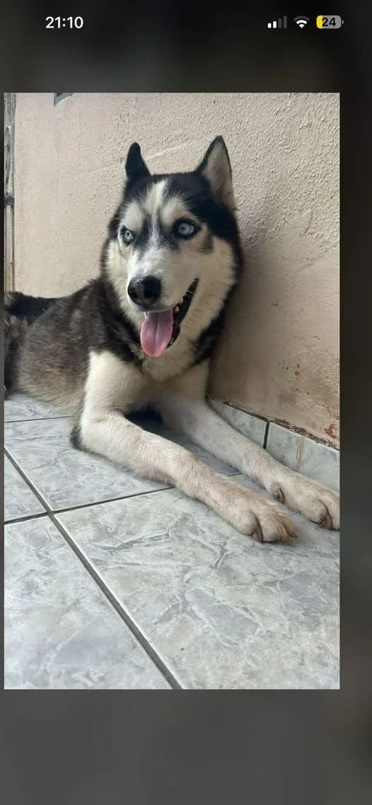 🔴 Animal Perdido — Ele está perdido
