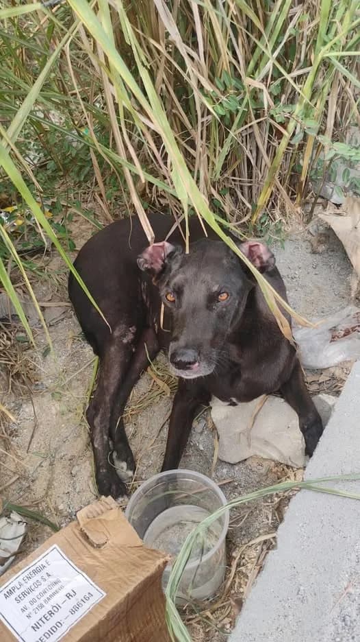 🟠 Caso de Abandono — Cachorro abandonado