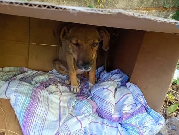 🔴 Animal Perdido — Ela é uma filhotinha