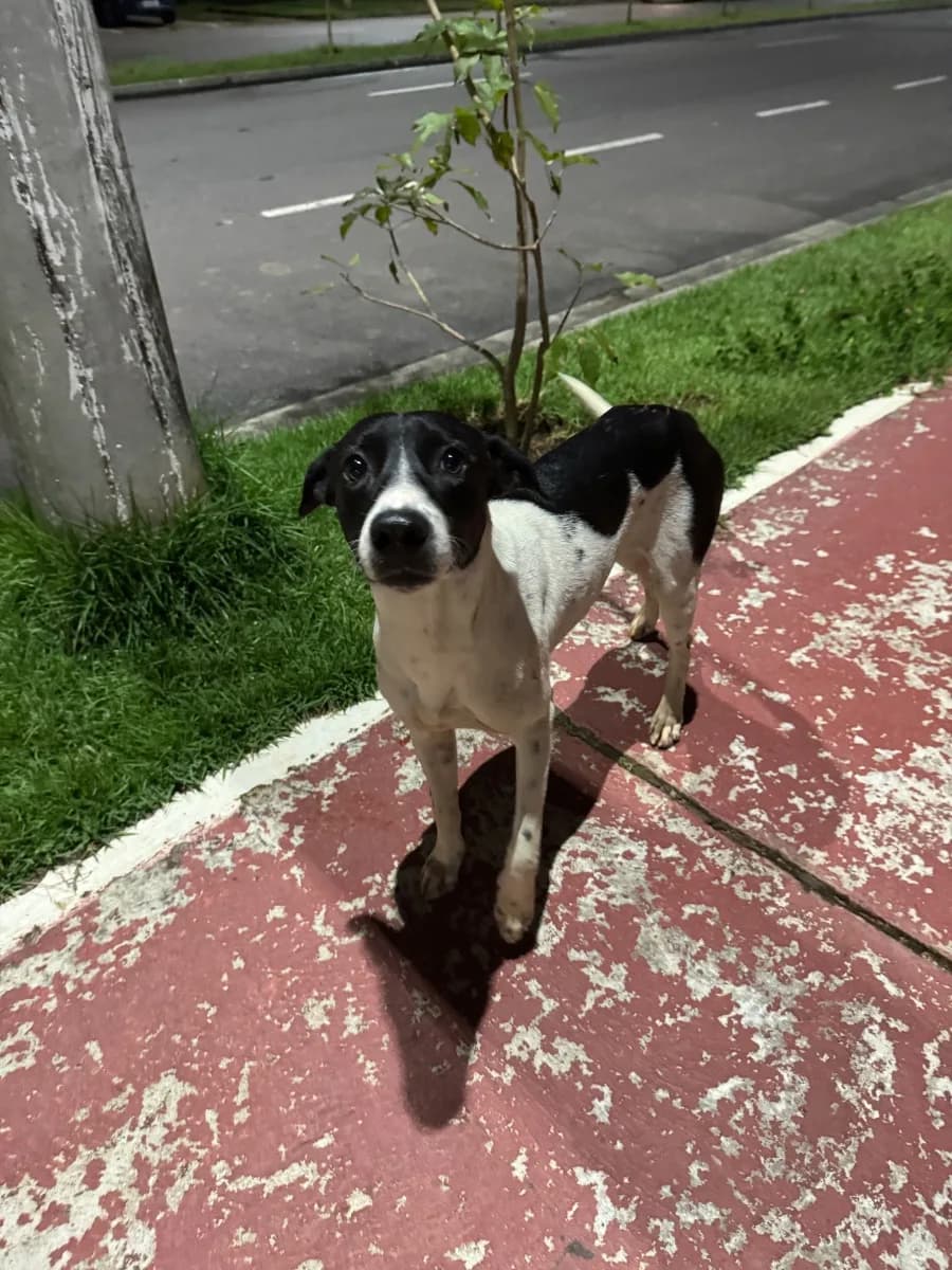 🟠 Caso de Abandono — Cachorro abandonado perto da SmartFit Mosaico