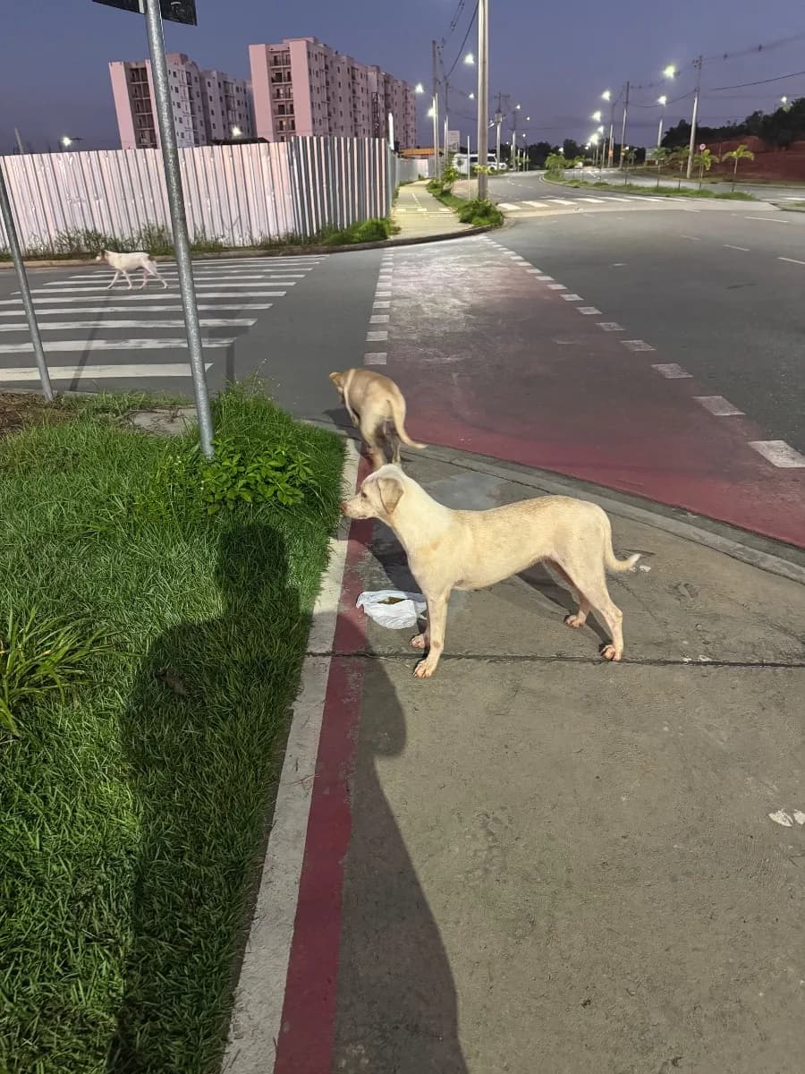🟠 Caso de Abandono — Três cachorrinhos abandonados 