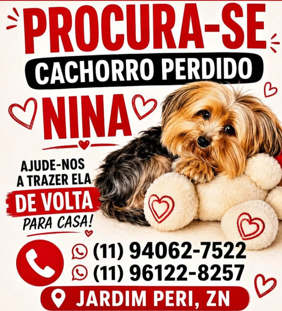 🔴 Animal Perdido — Cachorrinha Desaparecida 
