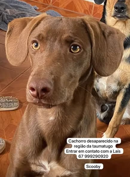 🔴 Animal Perdido — Scooby