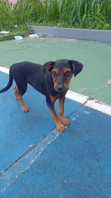 🟠 Caso de Abandono — Dois cachorrinhos