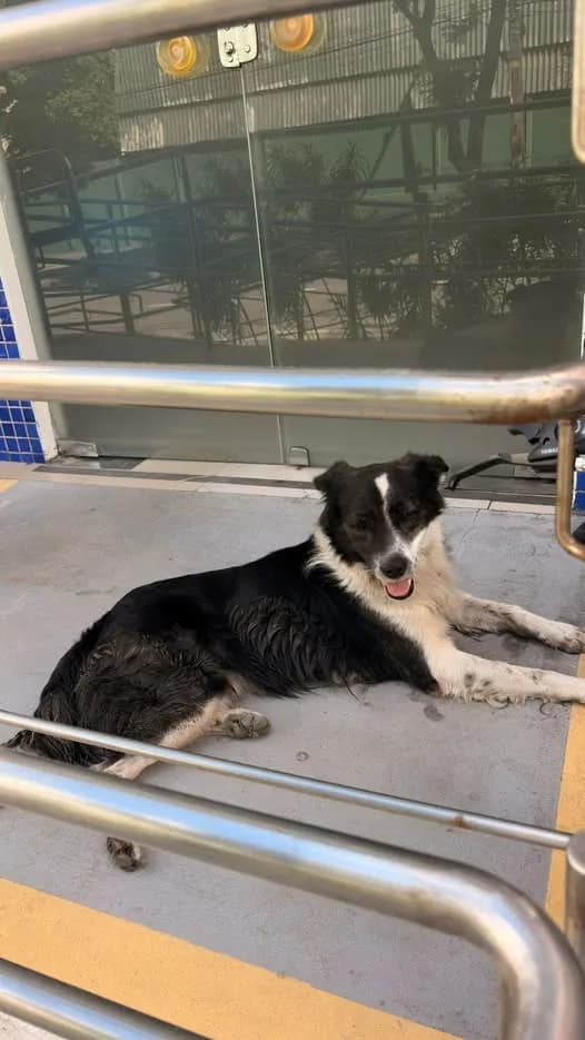 🔴 Animal Perdido — Cachorro abandonado