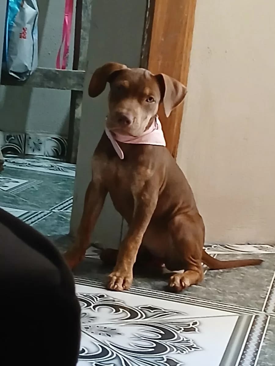 🔴 Animal Perdido — CADELA DESAPARECIDA NA COLÔNIA TERRA NOVA! 🚨 ​Por favor, me ajudem a encontrar a Zaira! Ela é uma filhote de apenas 5 meses, sumiu hoje à tarde aqui na Colônia Terra Nova (Manaus). ​Ela está bem magrinha porque estava se recuperando de uma doença forte. E