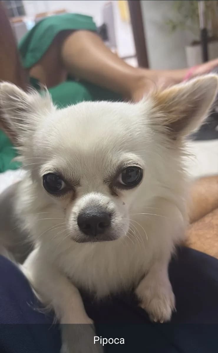 ✅ Animal Encontrado — Pipoca
