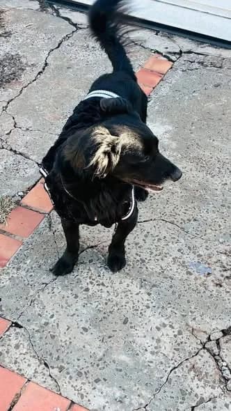 🟠 Caso de Abandono — Cachorrinho perdido ou abandonado