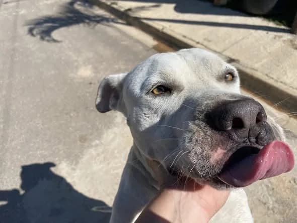 🟠 Caso de Abandono — Dogão abandonado