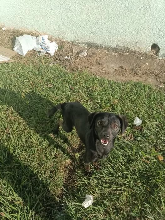 🔴 Animal Perdido — Neguinha fugiu