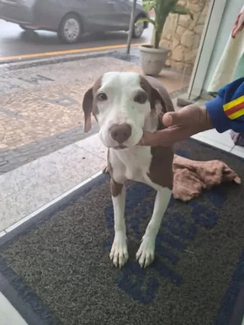 🟠 Caso de Abandono — Cachorrinha Abandonada